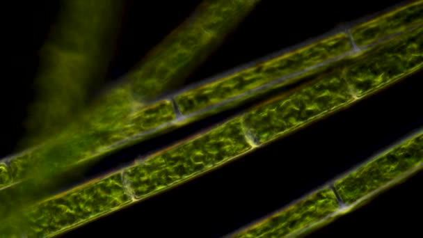 Algas Filamentosas Fitoplancton Bajo Microscopio Centrándose Algas Microscópicas Sobre Fondo — Vídeo de stock