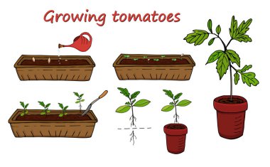 Unsurları üzerinde büyüyen domates bir beyaz arka plan düzeni ayarla. Vektör
