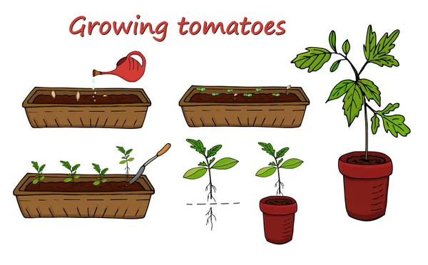 Zestaw Elementów Białym Tle Schemat Uprawy Pomidorów Wektor — Wektor stockowy