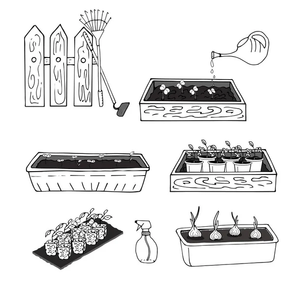 Dessin Noir Blanc Plantules Plantes Boîtes Oignons Verts Vecteur — Image vectorielle