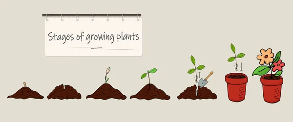 Fases Cultivo Plantas Partir Semillas Vector — Vector de stock
