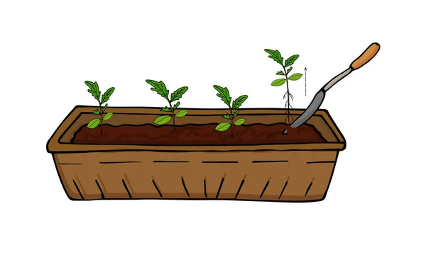 Groeiende Zaailingen Van Groenten Bloemen Overplanten Spruiten Vector — Stockvector