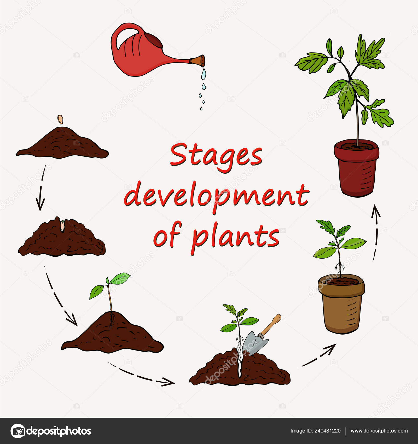 Diagram stages growing plants seed planting pot vector stock