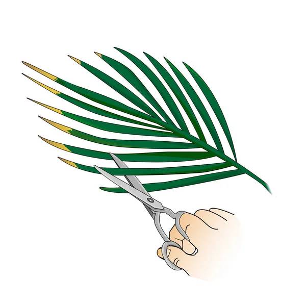 Pflege Von Zimmerpflanzen Beschneiden Der Getrockneten Palmblätter Botanik Vektor — Stockvektor