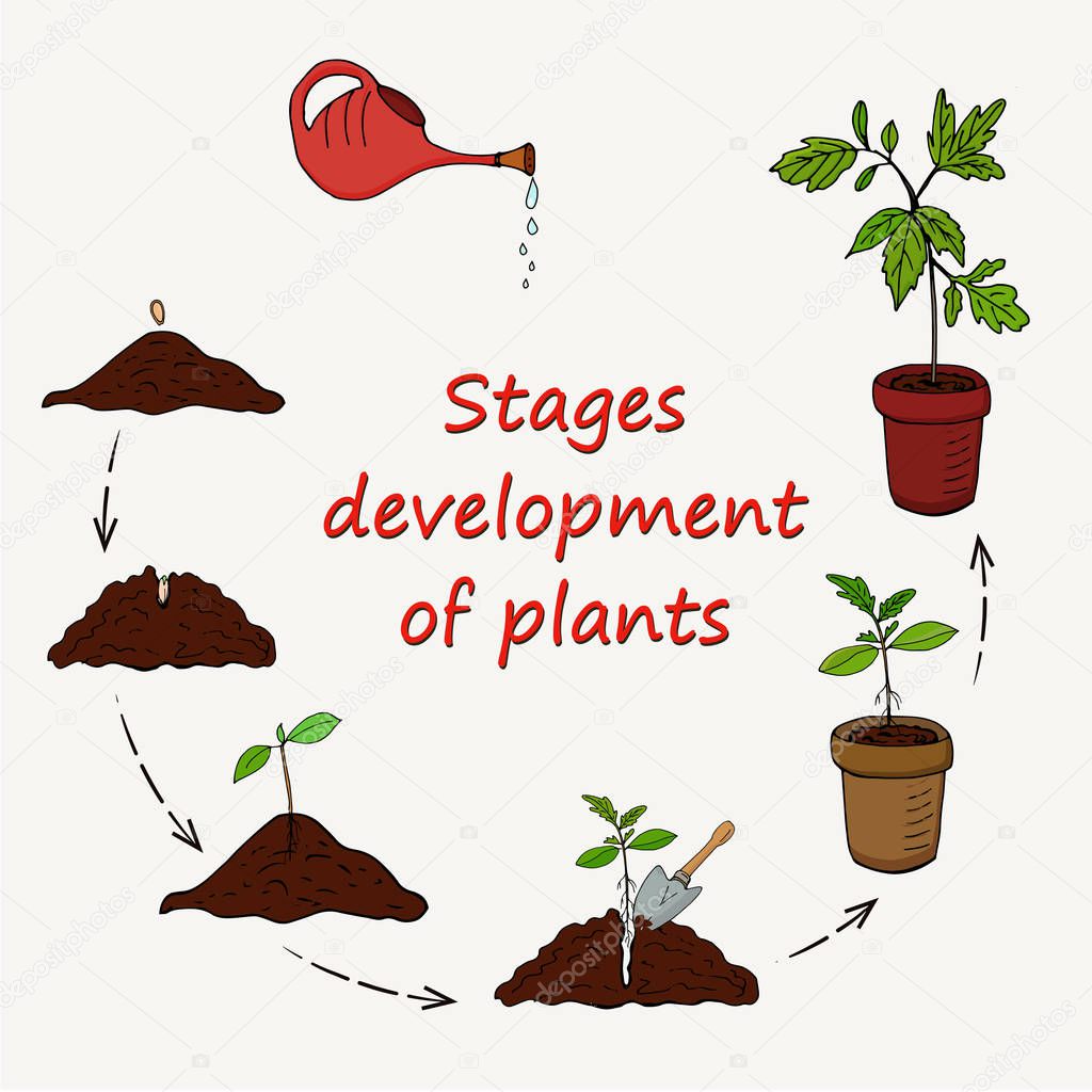 Diagram of the stages of growing plants from seed before planting in a pot. Vector
