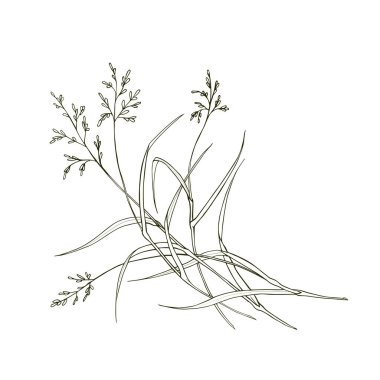 POA pratensis, alan, çayır çim beyaz arka plan üzerinde izole. Vektör.