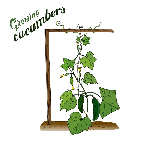 Gemüse Gurken Anbau Von Nutzpflanzen Garten Gartenbau Vektor — Stockvektor