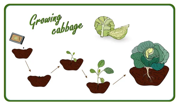 Ilustración de las etapas de cultivo de la col desde la semilla hasta la cosecha, la plantación, las plántulas, la col col. Vector — Archivo Imágenes Vectoriales