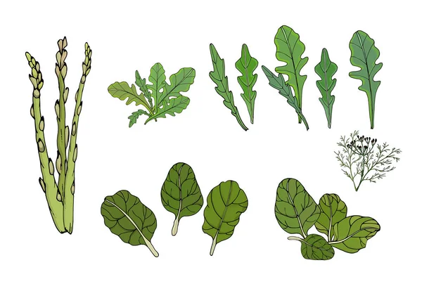 Ilustración de verduras para alimentos, espinacas, rúcula, espárragos aislados sobre un fondo blanco. Vector — Vector de stock