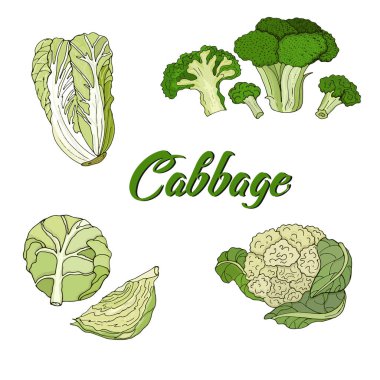 Resimde çeşitleri lahana, beyaz, brokoli, karnabahar, Beijing. Vektör