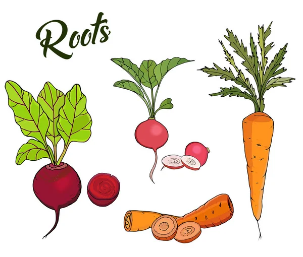 Illustration von Wurzelgemüse, Rüben, Karotten, Radieschen isoliert auf weißem Hintergrund. Vektor — Stockvektor