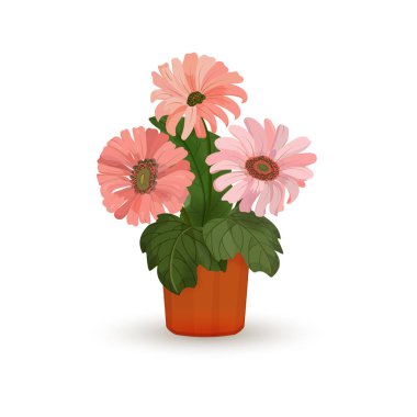 Beyaz arka planda izole pot houseplant gerbera çiçekler. Vektör Illustration