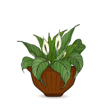 Saksı çiçekleri ile pot beyaz arka planda izole Anthurium. Vektör Illustration