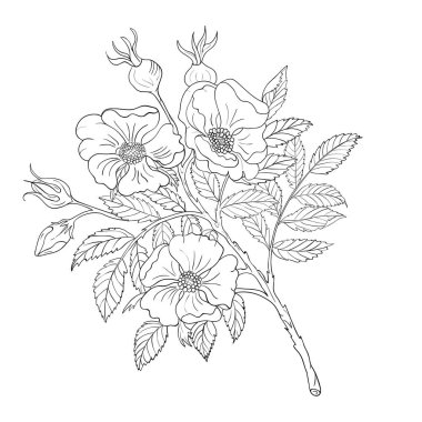 Çiçekler ve tomurcukları ile yabani gül bir dalı. Siyah beyaz beyaz bir arka plan üzerinde çizim. Vektör çizimi