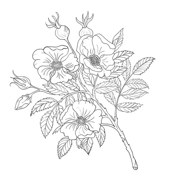 Ein Zweig Wildrose Mit Blüten Und Knospen Schwarz Weiße Zeichnung — Stockvektor