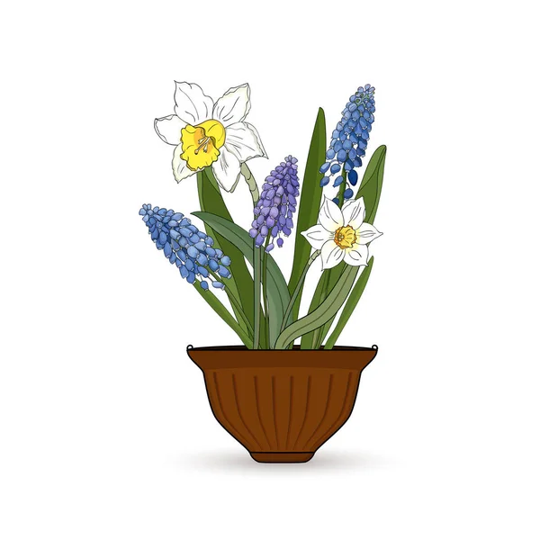 Narcisse Fleurs Muscari Dans Pot Fleurs Sur Fond Blanc — Image vectorielle