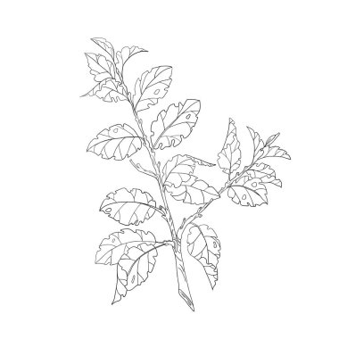 Yapraklı bir ağacın dalı. Siyah beyaz beyaz bir arka plan üzerinde çizim. Vektör çizimi.