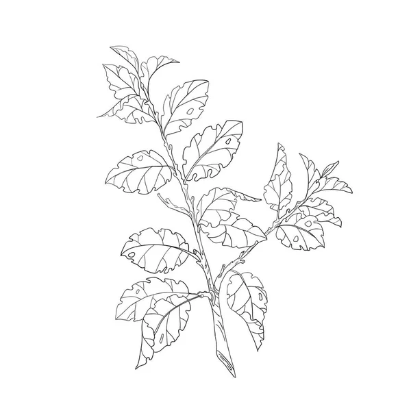 Ein Zweig eines Baumes mit Blättern. Schwarz-weiße Zeichnung auf weißem Hintergrund. Vektorillustration. — Stockvektor