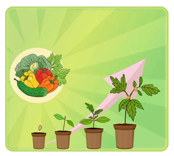 Label growth stage seedlings on a green background. Vegetables. Vector illutration — 스톡 벡터