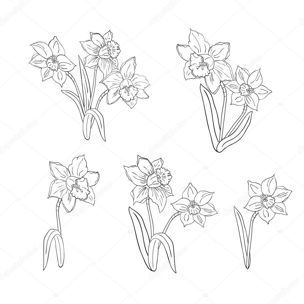 Set of flowers and bouquets of daffodils. Isolated