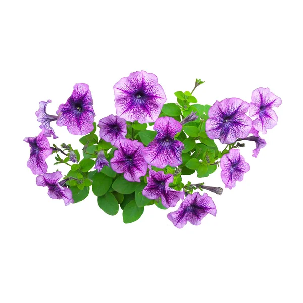 Beyaz arka planda izole edilmiş büyük mor petunya çiçekleri