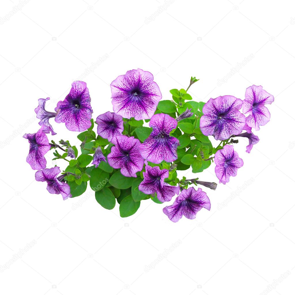 Large purple petunia flowers isolated on white background