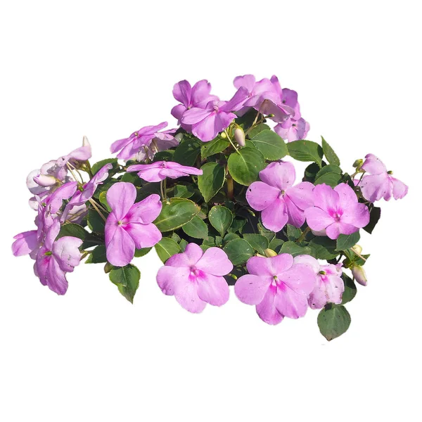 Balsem bloemen, weinig venster violet, gesneden, geïsoleerd op witte achtergrond. — Stockfoto