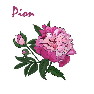 Beyaz arka plan üzerinde pembe şakayık çiçek. Vektör.