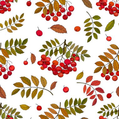 Beyaz bir arka plan üzerinde yaprakları ve rowan boncuklar ile bir sprig üzerinde rowan çilek sonbahar demetleri ile Dikişsiz desen.