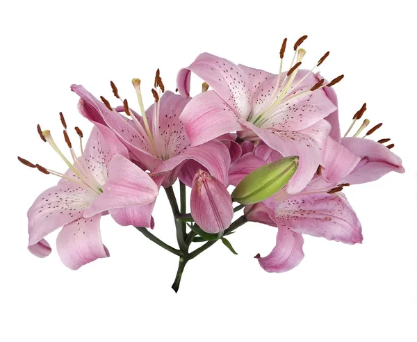Μπουκέτο λουλουδιών ροζ κρίνο σε ένα άδειο φόντο — Φωτογραφία Αρχείου