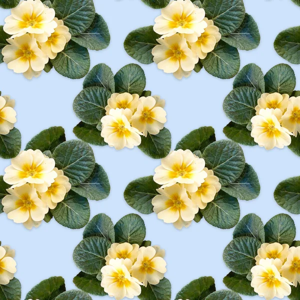 Bezszwowe tło, wzór z kwiatami żółtego Primula na niebieskim tle — Zdjęcie stockowe