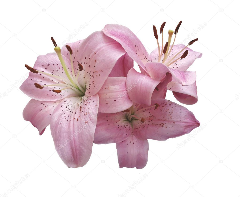 Bouquet of three flowers of pink lily on an empty background