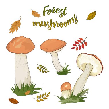 Beyaz arka planda izole kırmızı kap ile orman mantar