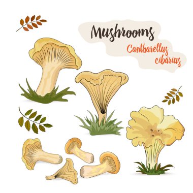 Sonbahar yaprakları ile beyaz arka planda izole Chanterelle orman mantar