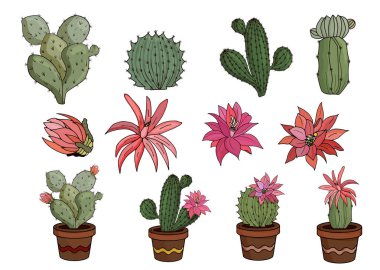 Çiçekler, beyaz arka plan üzerinde izole sulu kaktüsler.