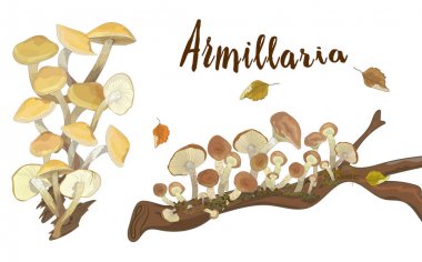 Bir ağaçta yetişen yenilebilir orman mantarları. Beyaz arka plan üzerinde yalıtılmış nesneler.