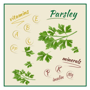 Maydanoz fabrikasındaki vitamin ve minerallerin resmi. Vektör