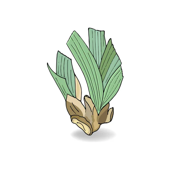 Ilustración de raíz de flor de iris. Vector — Vector de stock