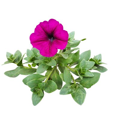 Beyaz arka planda izole edilmiş pembe petunya çiçeği..