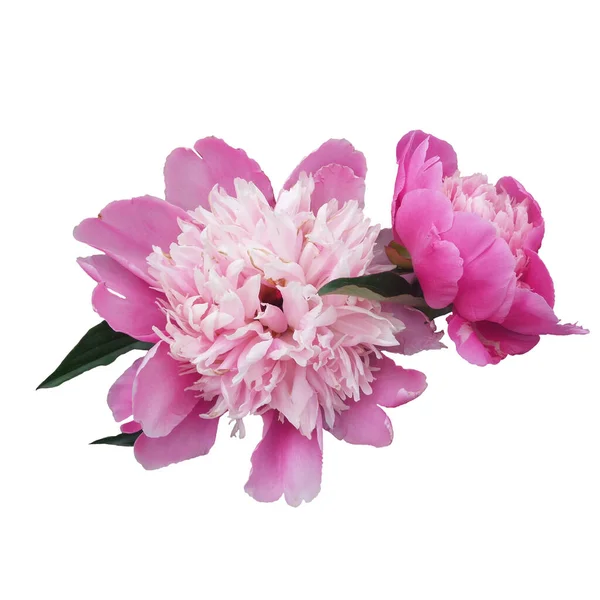 Розовый Пион Цветок Изолирован Белом Фоне Весенние — стоковое фото