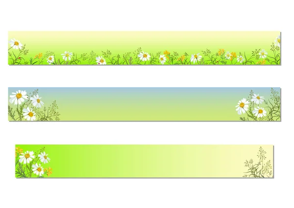 Set Von Horizontalen Bannern Mit Feldkräutern Und Gänseblümchen Auf Einem — Stockvektor