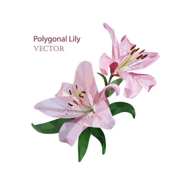 Two blossoming flowers of pink lily close-up on a white background. Low poly vector illustration for your projects.