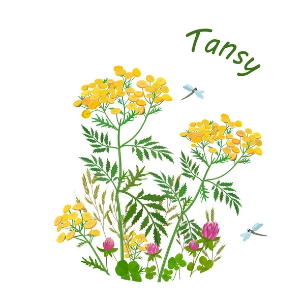 Buquê Flores Silvestres Tansy Trevo Vetor — Vetor de Stock