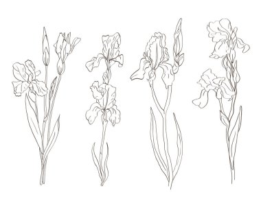 İris çiçekleri vektör biçiminde elle çizilmiş. Siyah ve beyaz çizgi çizimi.