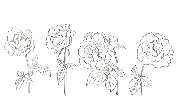 Handgezeichnete Skizze Von Rosenblüten Vektorformat Schwarz Weiße Linienzeichnung — Stockvektor