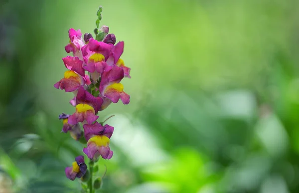 Antirrhinum Cirrhigerum Blomma Trädgården — Stockfoto