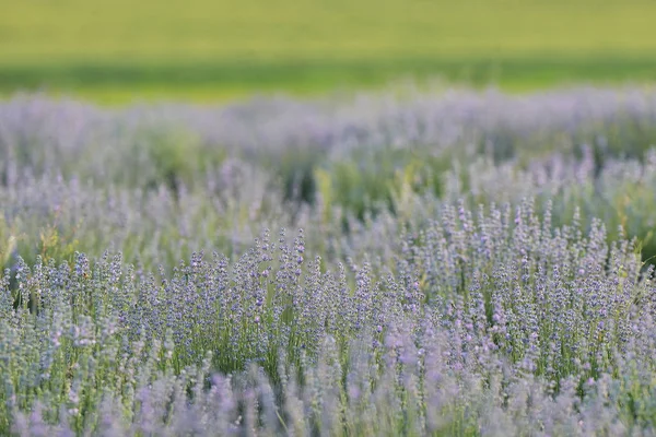 Лавандовые Цветы Поле Летом — стоковое фото