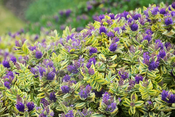 Lila Bush Afrikanska Blommor — Stockfoto