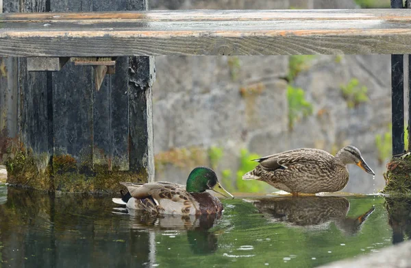 Kachna Divoká Kachna Pár Přehrady Jezeře — Stock fotografie