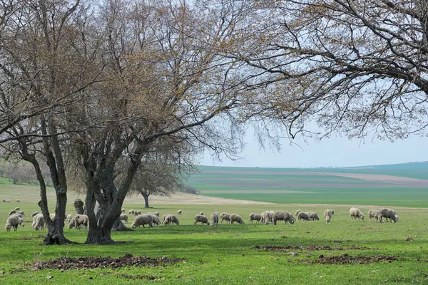 Rebanho Ovelhas Primavera Romênia — Fotografia de Stock